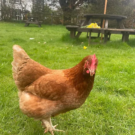 Royal ゲストハウス ドックレー